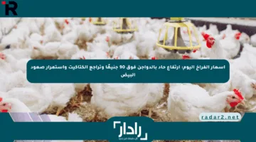 أسعار الفراخ اليوم: ارتفاع حاد بالدواجن فوق 90 جنيهًا وتراجع الكتاكيت واستمرار صعود البيض